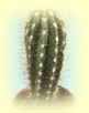 Pachycereus Pringlei