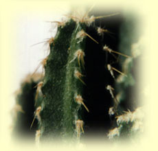 Cactus Peruano